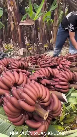Chuối đỏ Dacca #nhavuonxuankhuong #caydocla #shorts #fruits #chuoido #tiktok 