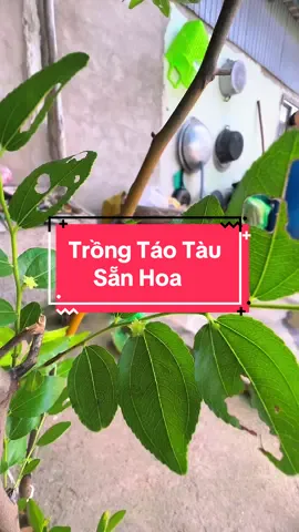 Trồng Táo Tàu, Táo Tàu Tiger #hienonha #taotau 