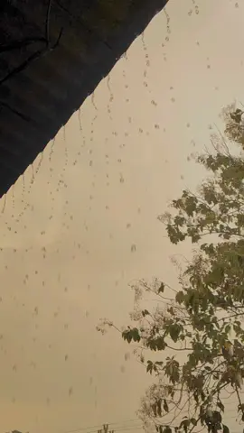 بدايۃ المطر غنم، وبدايۃ الحب العجاب 