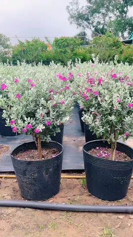 #LIVEhighlights #TikTokLIVE #LIVE #tuyetsonphiho #xuhuong 