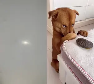 #dogs #pets #dogsoftiktok #fypシ゚viral 