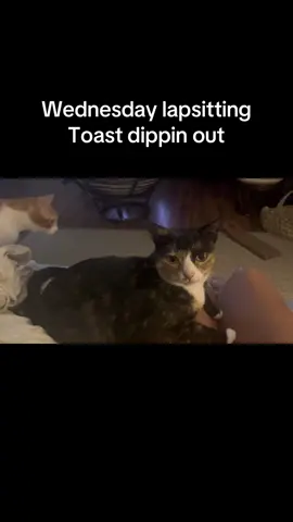 Happy Saturday  #Love #tiktok #catsoftiktok #catlover #fyp #foryou #foryoupageofficial #viral #trend #ilovemycats #followforfollow