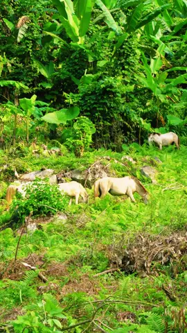 QUÊ NHÀ. Nơi ta có thể dừng lại và thưởng thức những khoảnh khắc đơn giản nhưng đầy bình yên và an nhiên. #quêhươngtôi #xuhuongtiktok #yenbinh #Love #chill #tuổithơ #chữalành #phuongthuybabe 