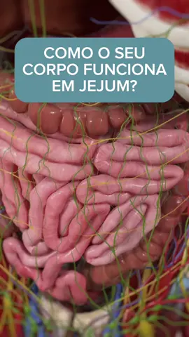 COMO O SEU CORPO FUNCIONA EM JEJUM Estágio Um: doze Horas de jejum A principal fonte de energia preferida do corpo humano é o glicogênio, que é uma forma armazenada de glicose, um tipo de açúcar que você obtém dos carboidratos que consome.  São necessárias entre quatro e dezoito horas de jejum para você queimar seus estoques de glicogênio. Quando isso acontecer, seu corpo precisará recorrer a uma fonte alternativa de combustível: Sua gordura. Após cerca de dezoito horas de jejum, seu corpo fará a transição para um estado chamado cetose, que é quando ele começa a depender da gordura como principal forma de energia.  Estágio Três: vinte e quatro Horas Após cerca de vinte e quatro horas de jejum, seu corpo começa a se reparar. Este é um processo chamado autofagia, que ocorre quando as células começam a se livrar de quaisquer componentes antigos, danificados ou funcionando mal.  A autofagia é extremamente importante para a saúde e demonstrou reduzir a inflamação, matar células cancerígenas e eliminar as proteínas mal dobradas que se acredita causarem a doença de Alzheimer.  Estágio Quatro: quarenta e oito Horas Cerca de quarenta e oito horas após o início do jejum, seu corpo entrará em estado de jejum de longo prazo. Algumas coisas acontecerão como resultado. Primeiro, os níveis de hormônio do crescimento aumentarão significativamente, estimulando uma reparação muscular mais rápida e preservando a massa muscular magra.  Estágio cinco: setenta e duas Horas Depois de chegar ao ponto final do seu jejum de setenta e duas horas, você verá mais um benefício. Nesta fase do seu jejum, o seu IGF-1 (fator de crescimento), um hormônio envolvido no crescimento e desenvolvimento, diminuirá. Isto pode desencadear a produção de células, criar novas células imunitárias e reduzir o stress oxidativo, que pode  ajudar na prevenção do envelhecimento e de doenças como o câncer. Fonte: https://usetemper.com/learn/metabolic-step-by-step/