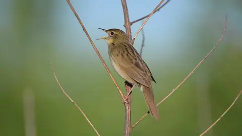 Cici Alang ➡️ Cikrak Alang #burung #bird #kicau #kicaumania #foryou #foryoupage #fyp 