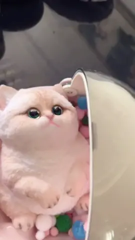 This car generated by water without doubt #squishy #cute #cat #squishytoy #toysforkids #petlover #petcare 