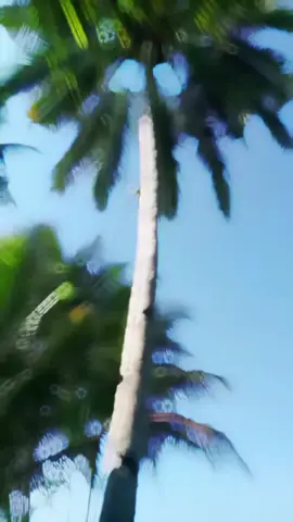Boyok sampek legrek bolo..