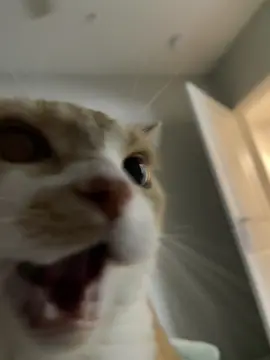 Why so serious, human? Feed me, and perhaps I won't scratch the furniture.🃏💢🥭#fyp #cat 