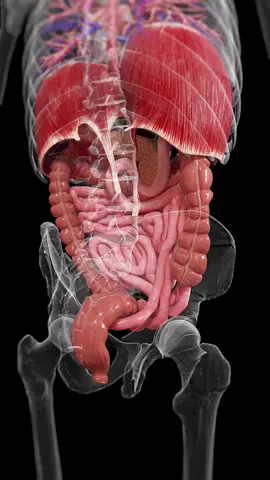 🌟 Did You Know? Your intestines are always on the move! 🌟 Check out this cool posterior view of how peristalsis pushes everything along your digestive tract! #HealthFacts #Digestion #SciePro #EduTikTok #anatomy #Science #meded #education #health #3d #animation #unity3d #peristalsis #colon #gastroenterology #medstudent #3dmodel #medical #medicine #anatomical