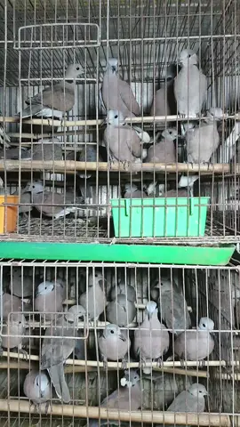 Cu ngói thịt sỉ 5x/con