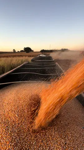Carrada do grão do cuscuz 🌽🙌.                  #fypシ゚viral #agro10brasil #agro #caminhaopaixao #brasil🇧🇷 #fyyyyyyyyyyyyyyyy #camioneros 