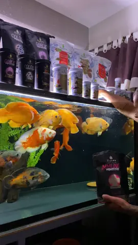 A IMMUNITY MONSTERS FLOATING BLACK LINE é um alimento super premium, de alta digestibilidade e palatabilidade, formulada com ingredientes naturais que auxiliam na saúde e bem-estar dos peixes. E indicada para todas as espécies de peixes de médio e grande porte que capturam o alimento na superfície, onívoros e/ou com tendências carnívoras de água doce e salgada. Este alimento possui formato de sticks flutuantes, Pellets no tamanho P com aproximadamente 5 mm de comprimento e 3 mm de diâmetro. ▶️ Siga, compartilhe e deixe♥️ . Confira fotos e vídeos toda semana pra você que é um verdadeiro amante do aquarismo! 🇺🇸 Follow, share and leave♥️ . Check out photos and videos every week for you who are a true lover of fishkeeping! Parceria 🤜🏽🤛🏽 @poytara  @forfishoficial @proteica  . . . . #aquario #oscarfish #oscarfishofinstagram #aquariumfish #aquarismo #freshwaterfish #Brasil #fish #amazonfish #peixeoscar #instapet #astronotusocellatus #freshwater #fishofinstagram #aquarium #peixe #fishlovers #peixejumbo #peixeoscar #fishtank #picoftheday #instafish #fishphoto #monsterfish #peixe #potamotrygon #fishing #oscarfishlover #ikan #pecesdeacuario 