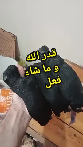 #aboheart1991 جراوي ماتت بسبب حر و مش عارفه تقعد تاكل من حر #متابعة #aboheart1991 #محتوى #كلاب #جراوي_صغيرة #لايك #كومنت #اكسبلور #مصر #معلومة #حيوانات_اليفه #عيادة_بيطرية #اكل #egypt #animals #germanshepherd #dog #cat #capcut 