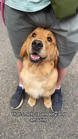 What a great day!! #pet #pets #petstagram #petsofinstagram #petsofig #puppy #puppylove #puppylife #puppygram #puppyoftheday #puppyofinstagram #puppies #puppiesofinstagram #puppiesofig #puppiesofinsta #dog #dogsofinstagram #dogs #dogoftheday #doglover #retriever #retrieveroftheday #retrieverpuppy #retrieverpuppies #retrieveraddiction #goldenretriever #goldenretrievers #goldenretrieversofinstagram #goldenretrieverpuppy  