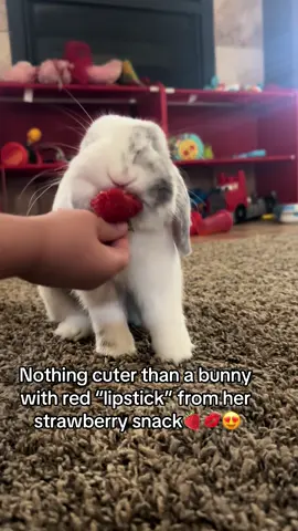 Coconut eating her snack🫶🏻💋🍓 #fyp #CapCut #foryou #foryoupage #fypシ゚viral #fyppppppppppppppppppppppp #fypage #viral #trend #contentcreator #bunny #pet #furbaby #cute #strawberry #bunnylove 