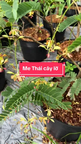Me Thái Cây Lỡ đang cho hoa rất dễ thương 🪴☺️#vuacaygionghuyenlinh #huyenlinhgarden #caygionghuyenlinh #buylocal #tuhaohangviet 