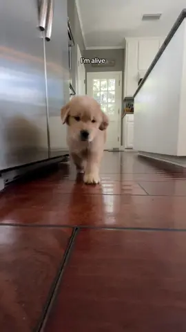 Just a day in the life of a Butter ball  #puppy #goldenretriever #cute #funny 