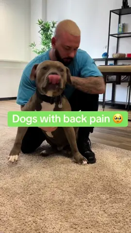 Dog with back pain 🥹 • • • #chiropractortiktok #hundevideos #foryou #asmr #dogsoftiktok #Love #usa #chiropractic 