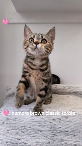 gatitos de raza american shorthair, dulces juguetones, activos, tiernos y cariñoso, disfrutan las visitas y se adaptan fácilmente a los cambios son una raza ideal para la familia, ya que se llevará bien con todos sus miembros. una gran compañía para quienes realizan Home Office.  #gatosderaza #gatitosbebes #disponibles #cats #americanshorthair @TICA 