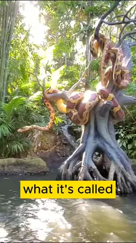 Snake Joke on Jungle Cruise Ride at Disneyland AdventureLand #disneyland #themepark #touristattraction #disneyworld #viral #disney