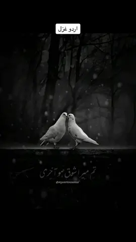 تم میری آخری محبت ہو💕 Share your love 😍 #poetry #deeplines #shayri #trending #lines #status #BookTok #Love #viralvideo #statuswhatsapp #urdughazal #ghazal #growupwithme #pleaseunfrezzemyaccount 