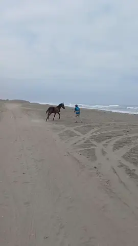 gandalf proto desde 0 🐴💯 #camaná❤️ #carreradecaballos #caballos #jokeyjoke 
