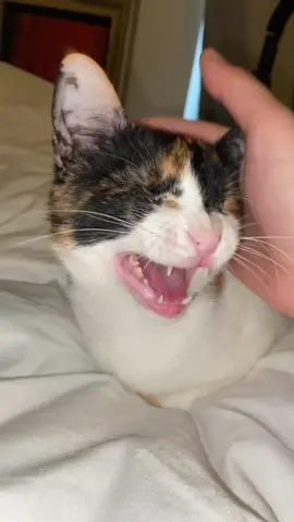 She actually said mama 😭🩷 #blindcat #cattok #meow 