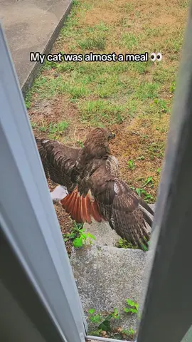 Kitty almost got ate by a Red Shoulder Hawk 😬 #hawks #cats #animals #hunting #birdattack #poorcat #foodchain #redhawks #birds #storytime #fypage #scared #runaway #wtf 