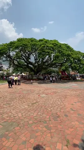 Sabía que una de las tradiciones es darle ocho vueltas al Samán y en medio del recorrido pensar cuál deseo quiere la persona que se le haga realidad. Bochalema un paraíso por descubrir 🍃🥰 ¡Visítanos!  #bochalema #nortedesantander #turismo #pueblitos 
