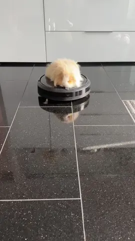 #funny #ridindirty #irobot #meerschweinchen #chill #PetsOfTikTok #guineapig #guineapigs #staubsauger 
