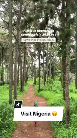 One of the most beautiful destinations to visit in Enugu. 📍 Ngwo Pine Forest, Enugu. .. #blowthisup #Outdoors #WeekendVibes #viraltiktok #fypシ゚viral #TourBuddy #NatureAtItsFinest #visitnigeria 