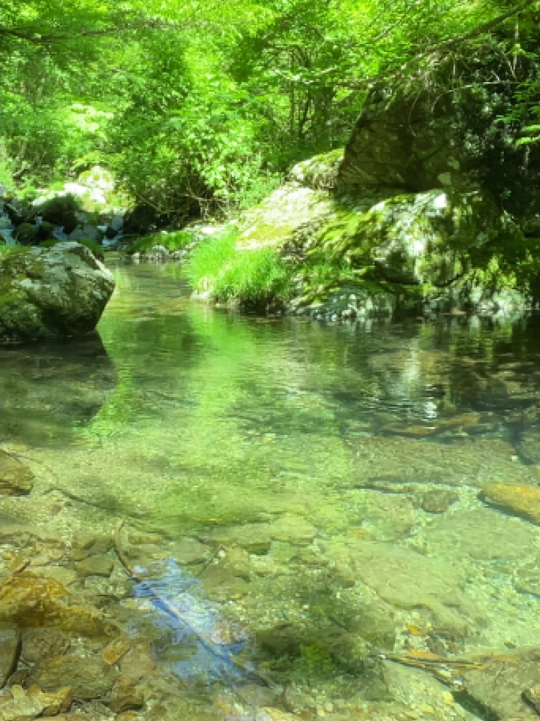 【睡眠動画】川の音､鳥のさえずり､眠れない夜に自然音でリラックス#癒し #自然 #relaxation #nature