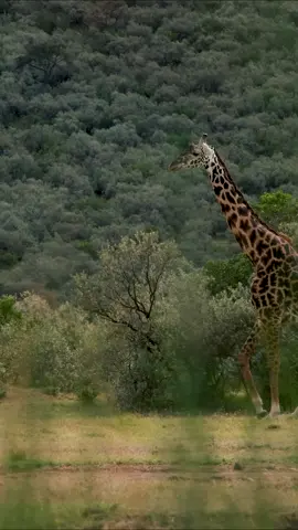 Watch in awe as a stately giraffe moves gracefully through its natural habitat, framed by the soothing sounds of ambient relaxing music. Marvel at its elegant stride and towering presence against the backdrop of the African savannah. #Giraffe #WildlifePhotography #AmbientMusic #NatureBeauty #SafariAdventure #WildlifeConservation #NatureRelaxation