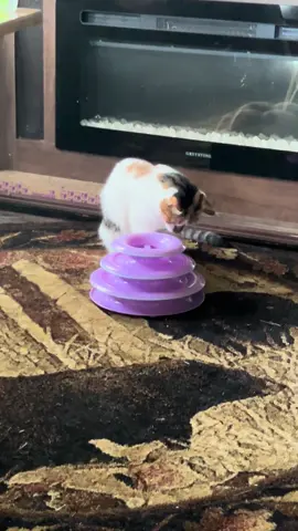 This cat… 🤪 #weirdo #iloveher #catsoftiktok #grandkitty #adoptdontshop #cat 