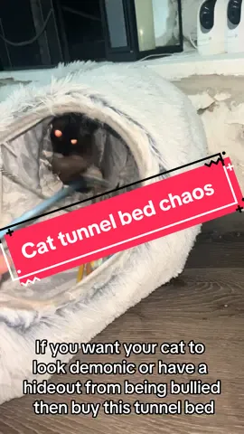 This poor tunnel bed puts up with too much from my cats #catsoftiktok #catlovers #ragdollcat #tunnelbed #catbed 