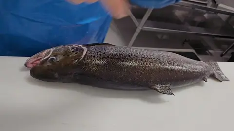 #salmon #atlanticsalmon #fishmonger #realfishmongersofinsta #fillets #filleting #filletingfish #fyp #foryou #foryoupage 