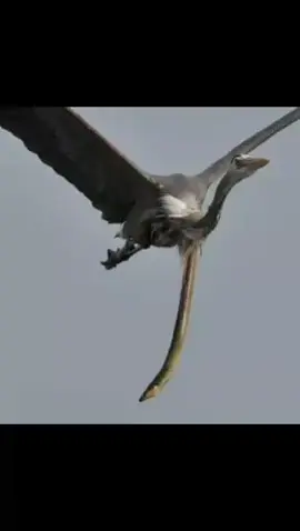 la anguila se aferra a vivir #parati 