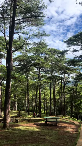 Morning view at Camp John Hay ☺️#baguio #campjohnhaybaguiocityph #fyp 