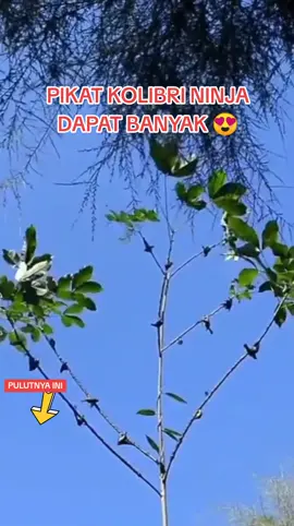 PIKAT KOLIBRI NINJA DAPAT BANYAK 😍 #pikatkolibrininja  #suarapikatkolibrininja  #pikatkonin  #suarapikatkonin  #m3pikatkolibrininja  #mp3pikatkonin  #suarapikatkolibrininjaampuh  #suarapikatkoninampuh  #pikatkonindihutan  #pikatburungkecil  #mp3pikatburungkecil  #mp3pikatkhususkonin  #pikatmaniaindonesia 
