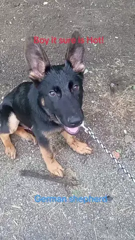 #germanshepherdpuppy #lovenydog #kentucky 