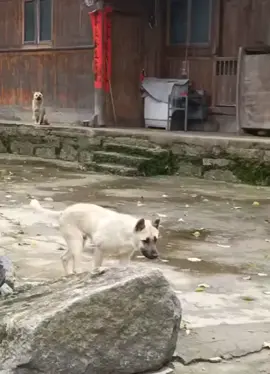 หมาเต้น #หมาเต้น #หมอลํา #ตลก 