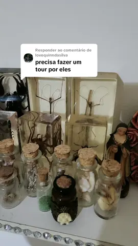 A responder a @lovequinndasilva  #insetos #ossos #coleção #fy #fyp #foryou #trend #trending #foryoupage #fypシ゚ 