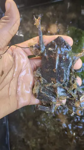 Suriname Pipa Pipa toads#creepy #toad #suriname #amphibian 