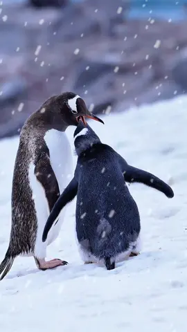 Snow and ice stretch far and wide; a mother in Antarctica busily feeds. Amidst the Antarctic wind and snow, a penguin mother is feeding her chick.#penguin #bird 
