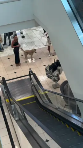 I went from seeing thousands of homeless dogs in Bali to having to carry my spoiled golden doodle up the escalator because he's scared of them 