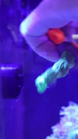 New frag racks from @Printed Reef 🙌🏻 loving these! #allmymoneygoestocorals #reef #reeftank #saltwateraquarium #coral 