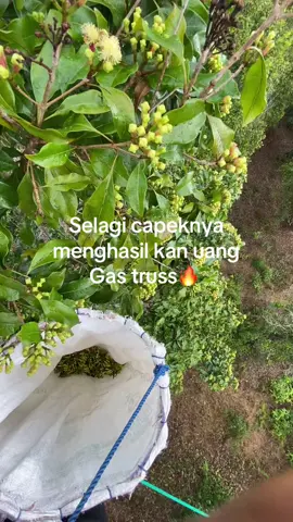 Info orang selatan mapetik cengkeh di kolaka😂😂 #fyp #cengkeh #kolaka #sulawesitenggara #storytime #bugispride #storybugis 
