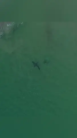 Phần 2 | Drone Spots Săn cá mập#maymoc #xuhuong #tiktok #video #camap 