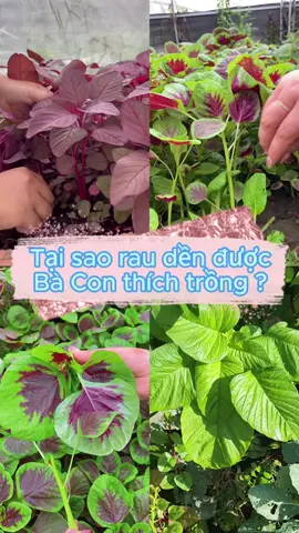 Bạn thử trồng 3 loại rau dền này chưa ? #hatgiongrauden #rauden #raudendo #raudentia #raudenxanh #hatgiong