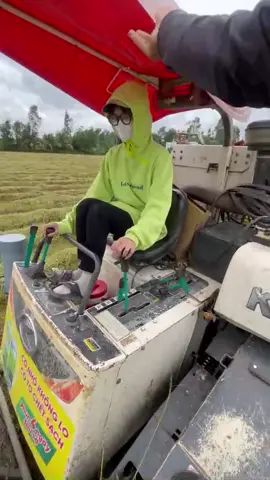 @gái cưng của ông 7 Tùng biết chạy không biết thắngg #maycatlua #catluamientay #xuhuong 